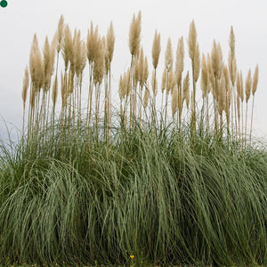 Cortaderia selloana