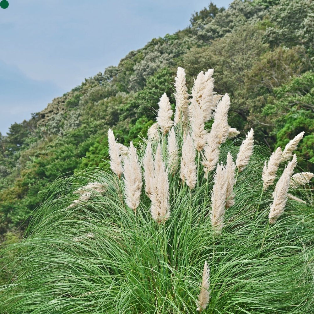 Cortaderia selloana