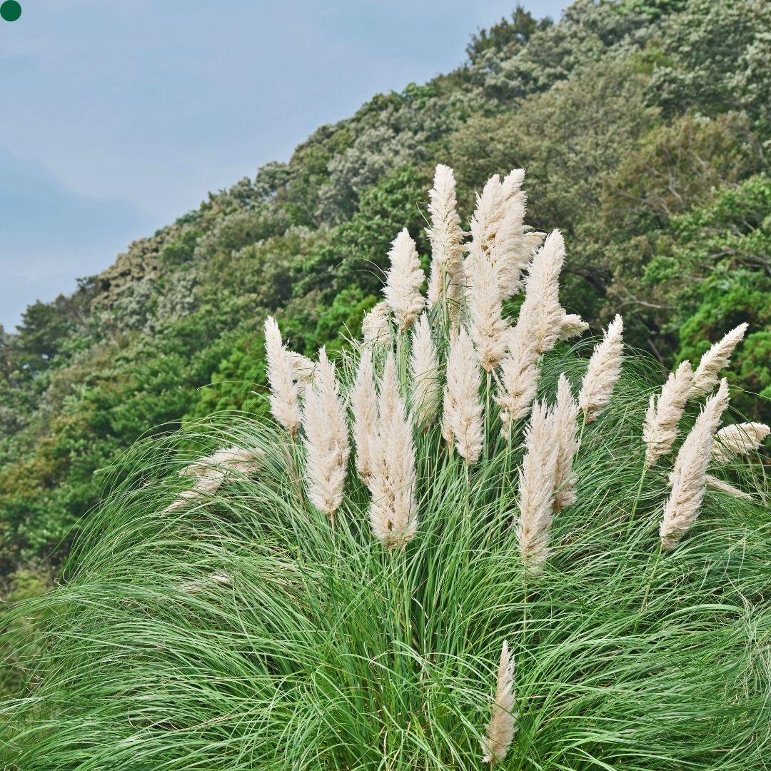 Cortaderia selloana