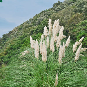 Cortaderia selloana