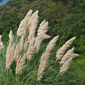 Cortaderia selloana