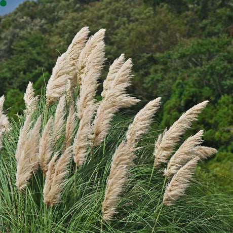 Cortaderia selloana