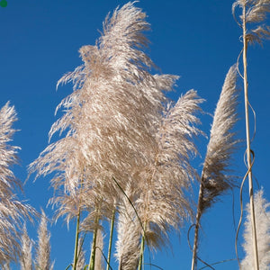 Cortaderia selloana