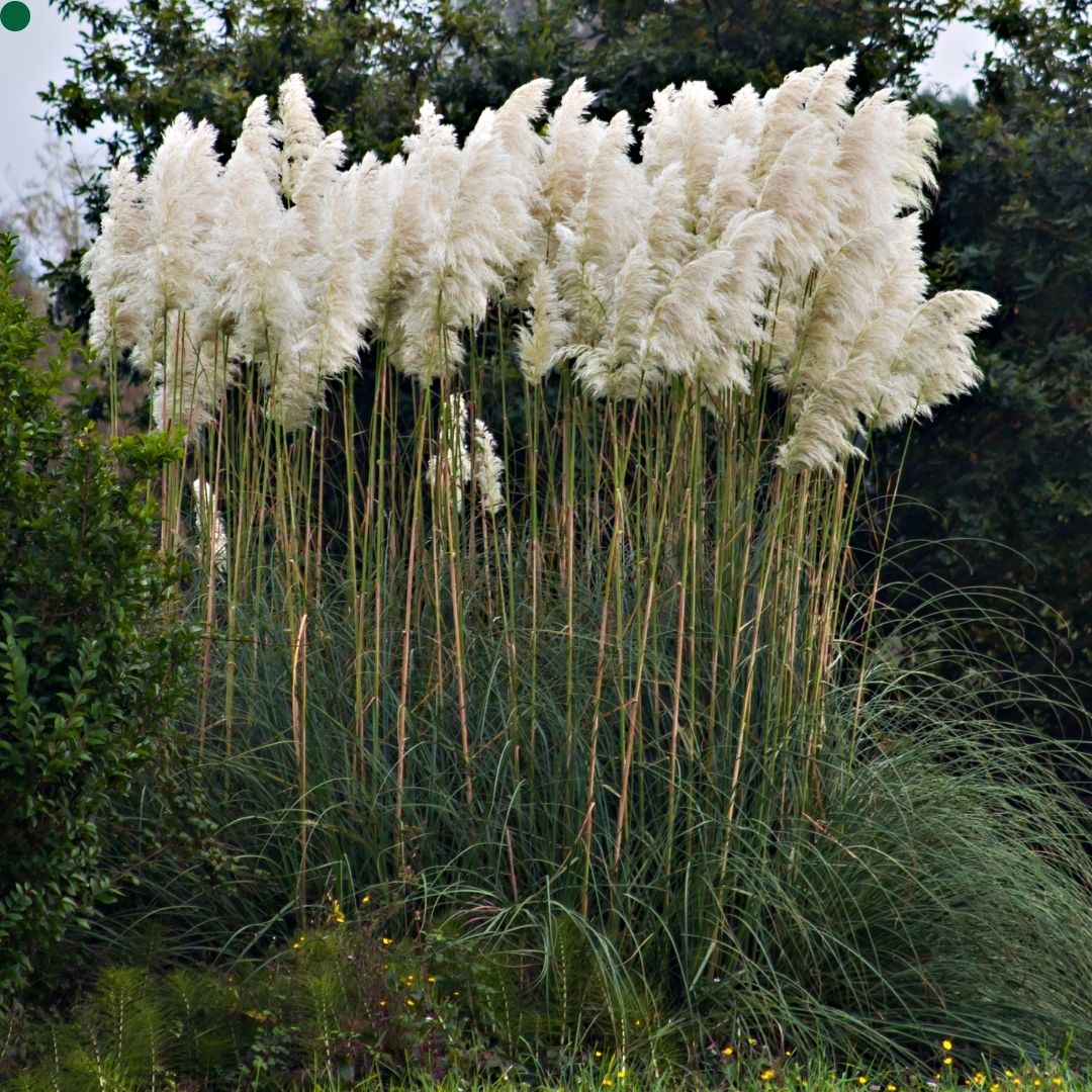 Cortaderia selloana