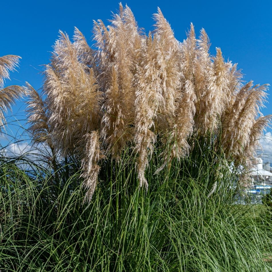 Cortaderia selloana ‘Pumila’