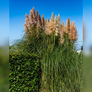Cortaderia selloana ‘Pumila’