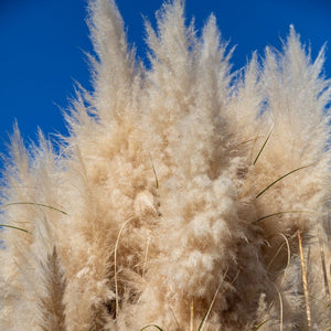 Cortaderia selloana ‘Pumila’