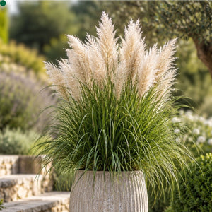 Cortaderia selloana ‘Tiny Pampa’