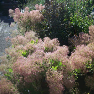 Cotinus coggygria ‘Young Lady’