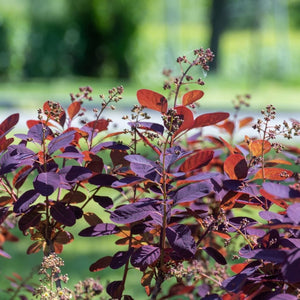 Cotinus coggygria ‘Royal Purple’