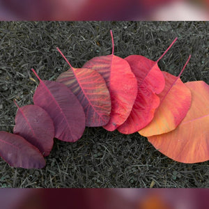 Cotinus coggygria ‘Royal Purple’