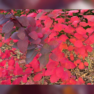 Cotinus coggygria ‘Royal Purple’