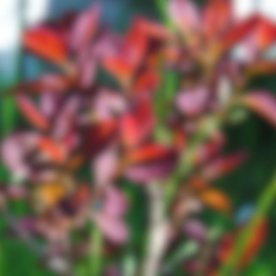 Cotinus coggygria ‘Royal Purple’