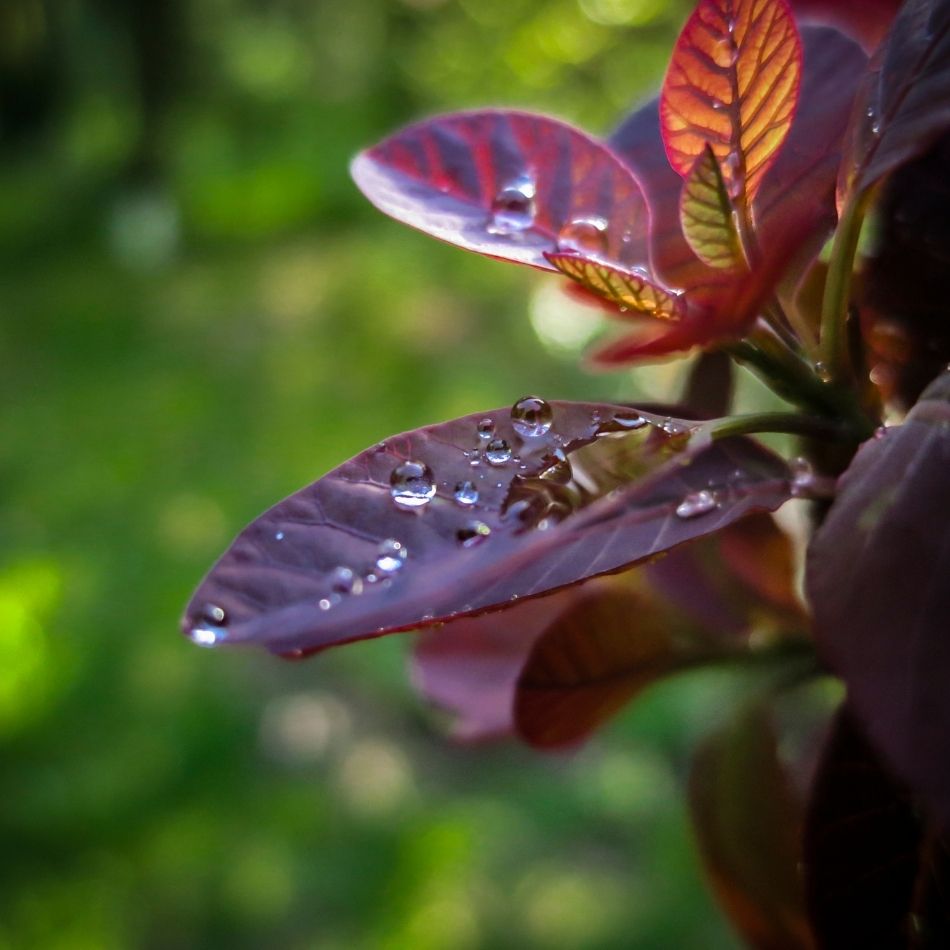 Cotinus coggygria ‘Royal Purple’