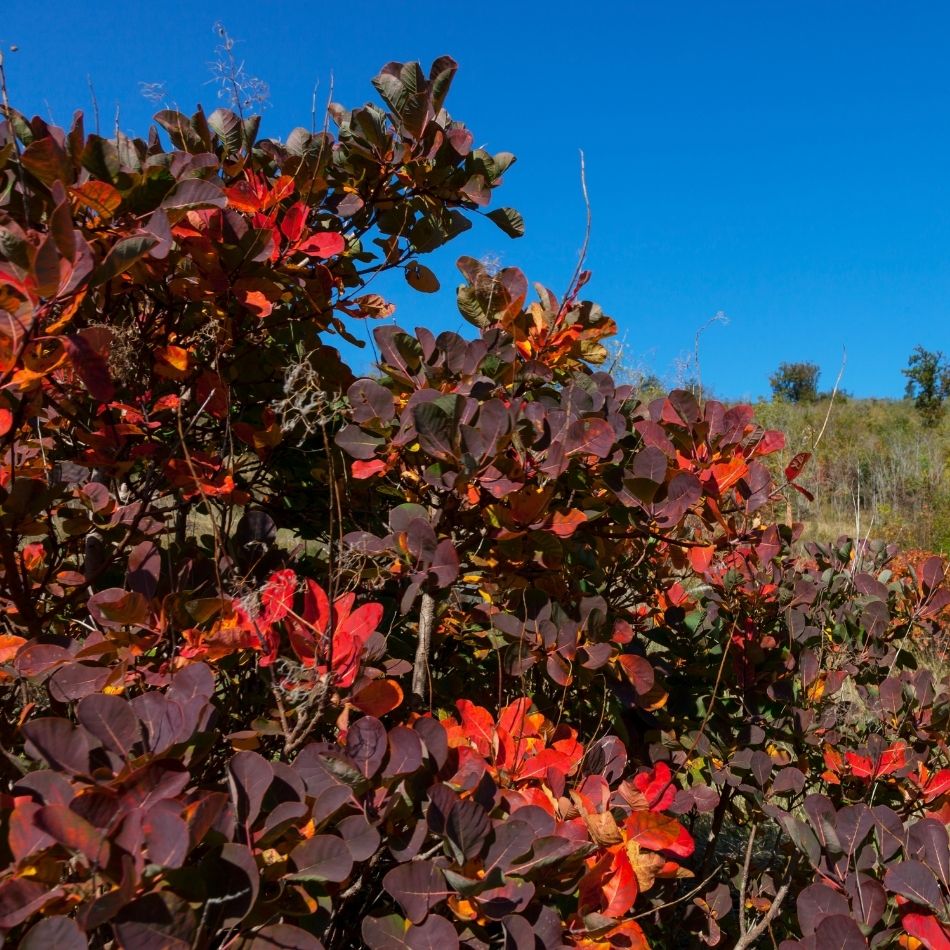 Cotinus coggygria ‘Royal Purple’
