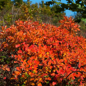 Cotinus coggygria ‘Royal Purple’