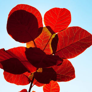 Cotinus coggygria ‘Royal Purple’