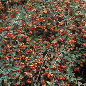 Cotoneaster franchetii