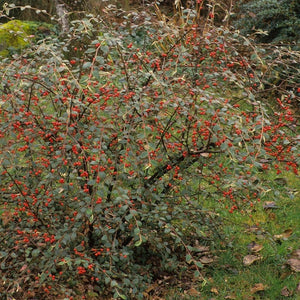 Cotoneaster franchetii