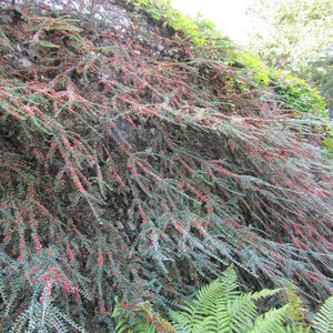Cotoneaster horizontalis