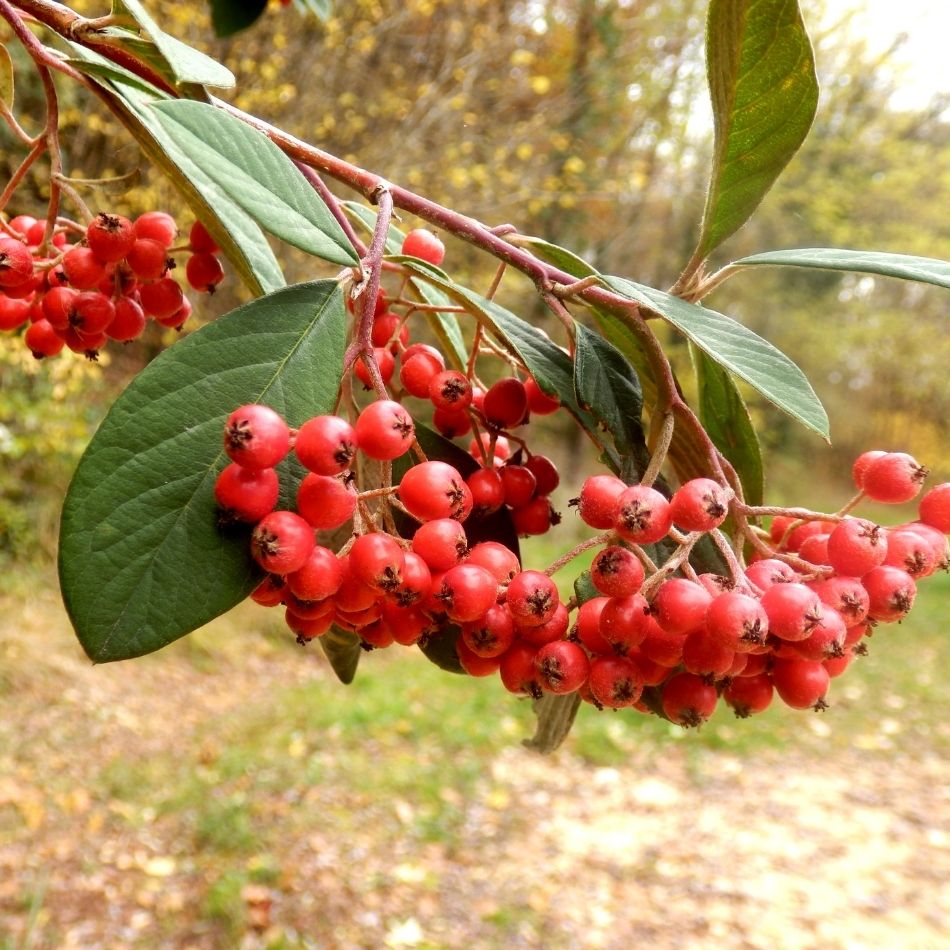 Cotoneaster lacteus