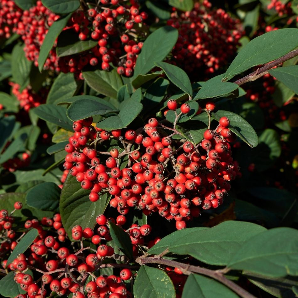 Cotoneaster lacteus
