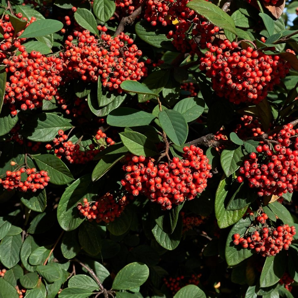 Cotoneaster lacteus
