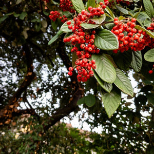 Cotoneaster × watereri ‘Cornubia’