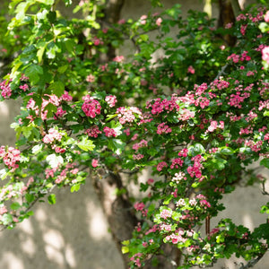 Crataegus × media ‘Paul’s Scarlet’