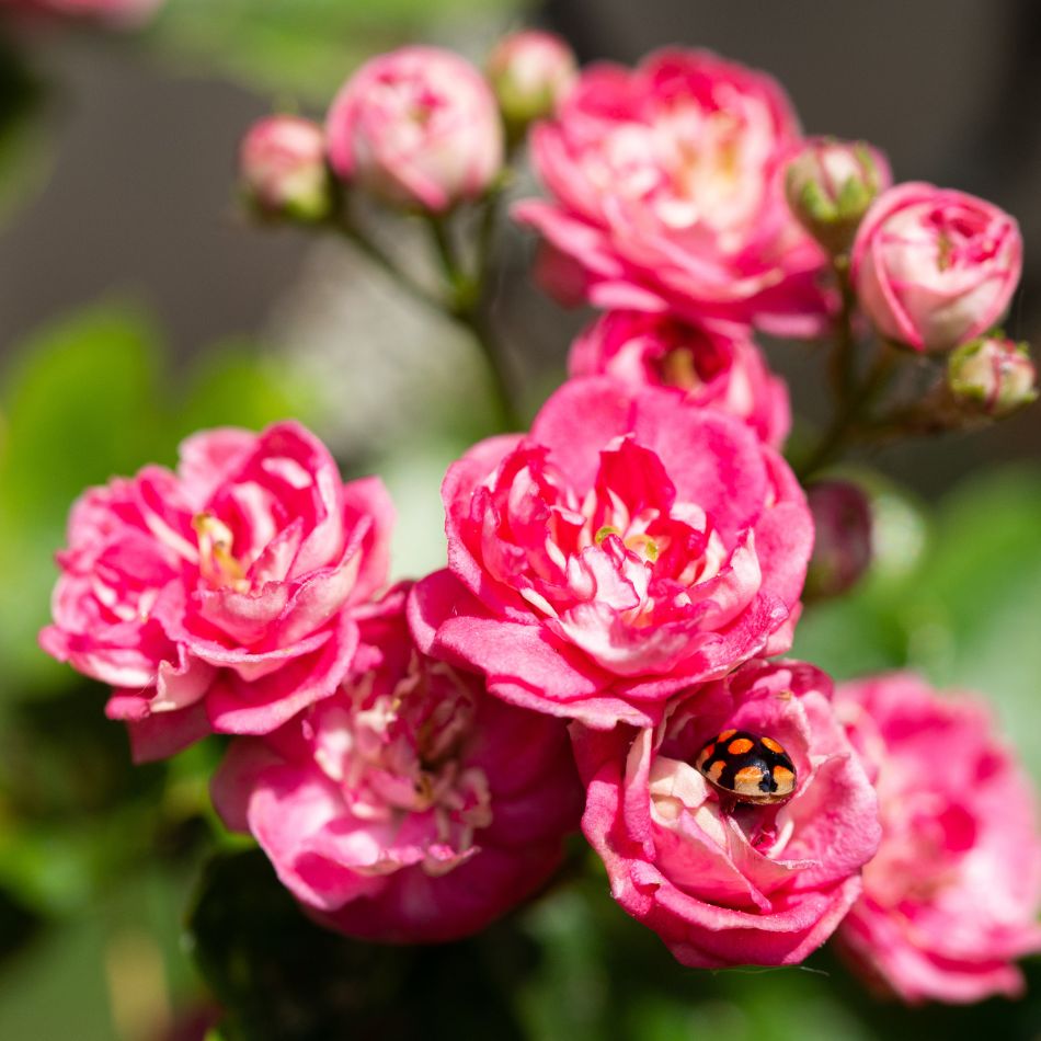 Crataegus × media ‘Paul’s Scarlet’