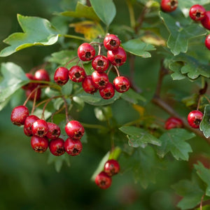 Crataegus monogyna