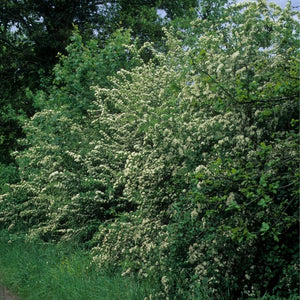 Crataegus monogyna