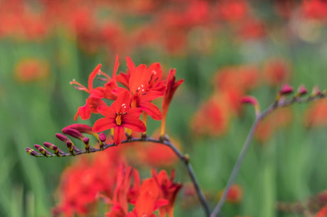 Crocosmia ‘Lucifer’