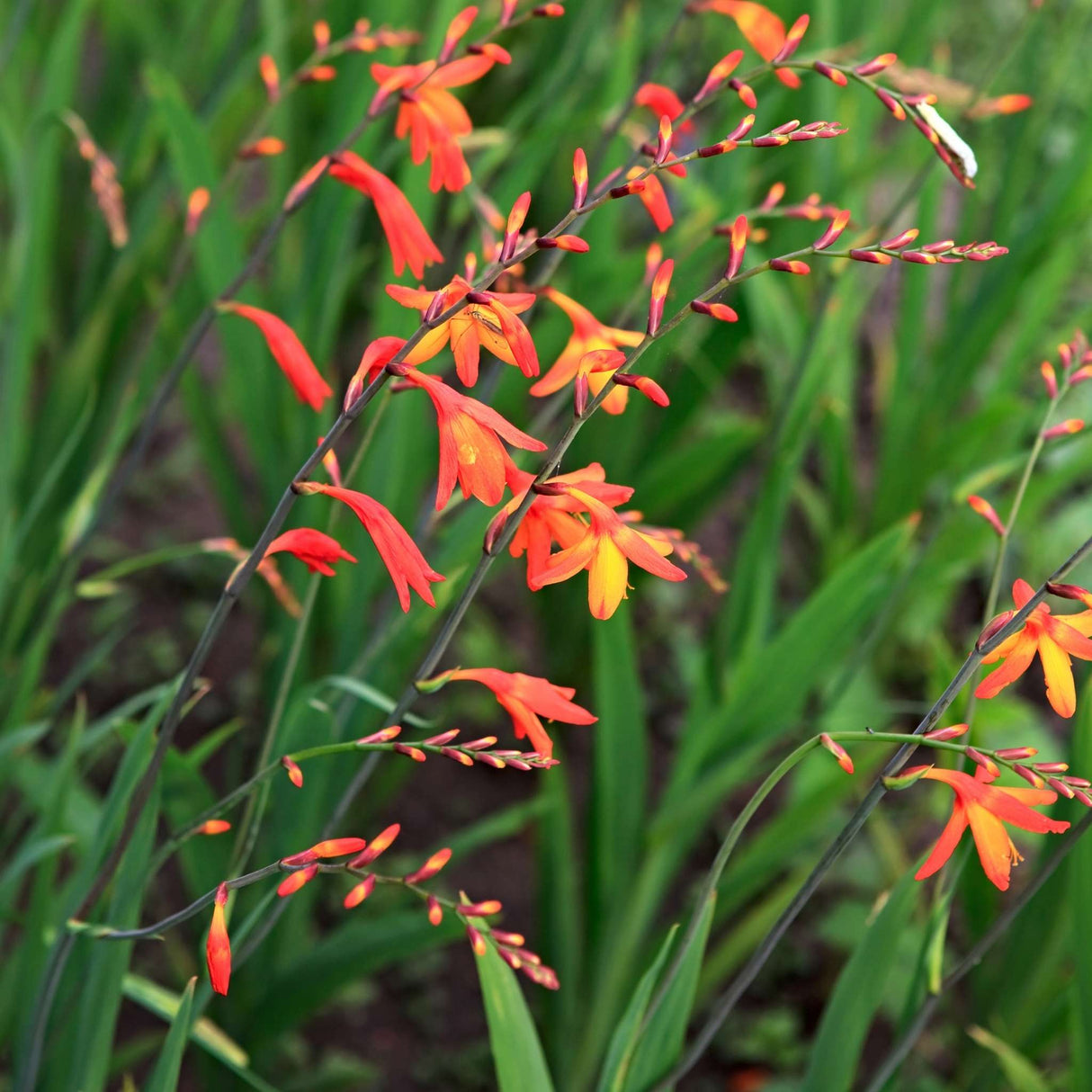 Crocosmia ‘Emberglow’
