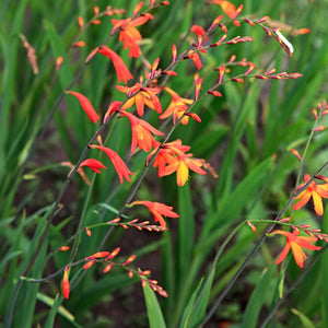Crocosmia ‘Emberglow’