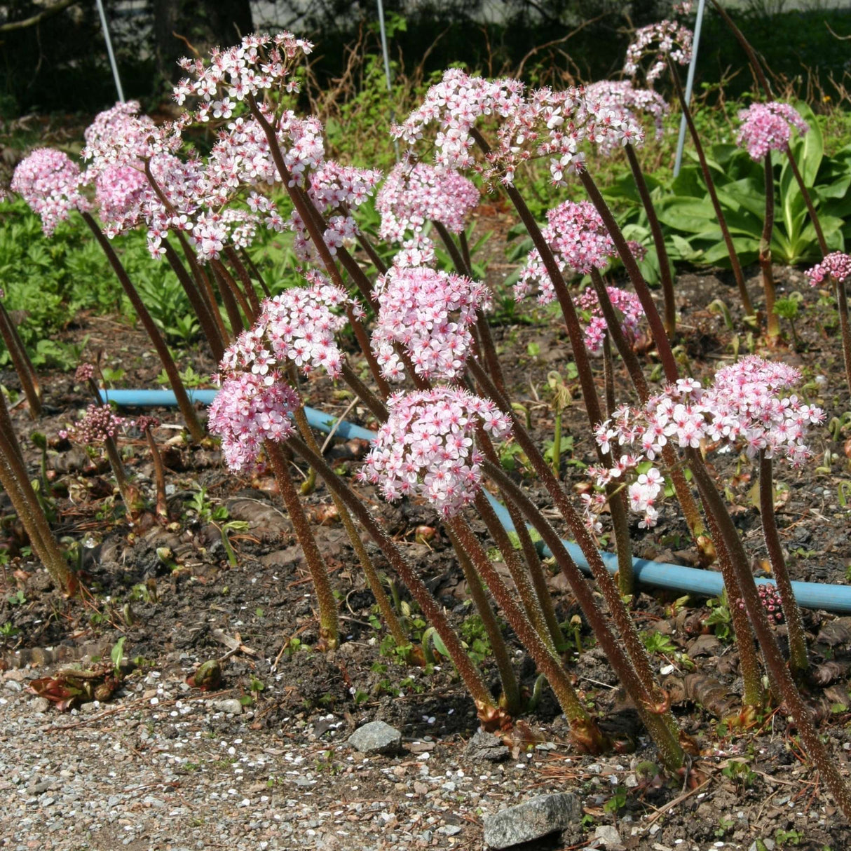 Darmera peltata