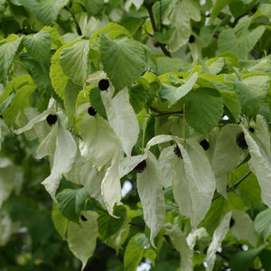 Davidia involucrata