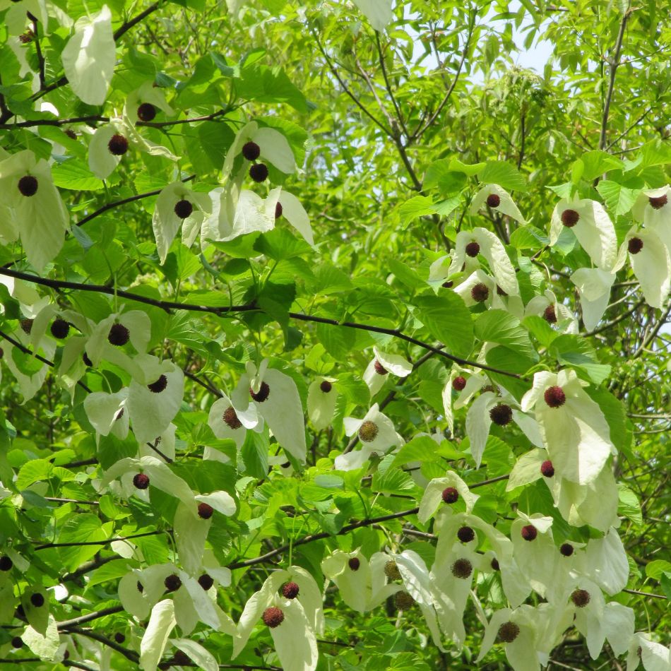 Davidia involucrata