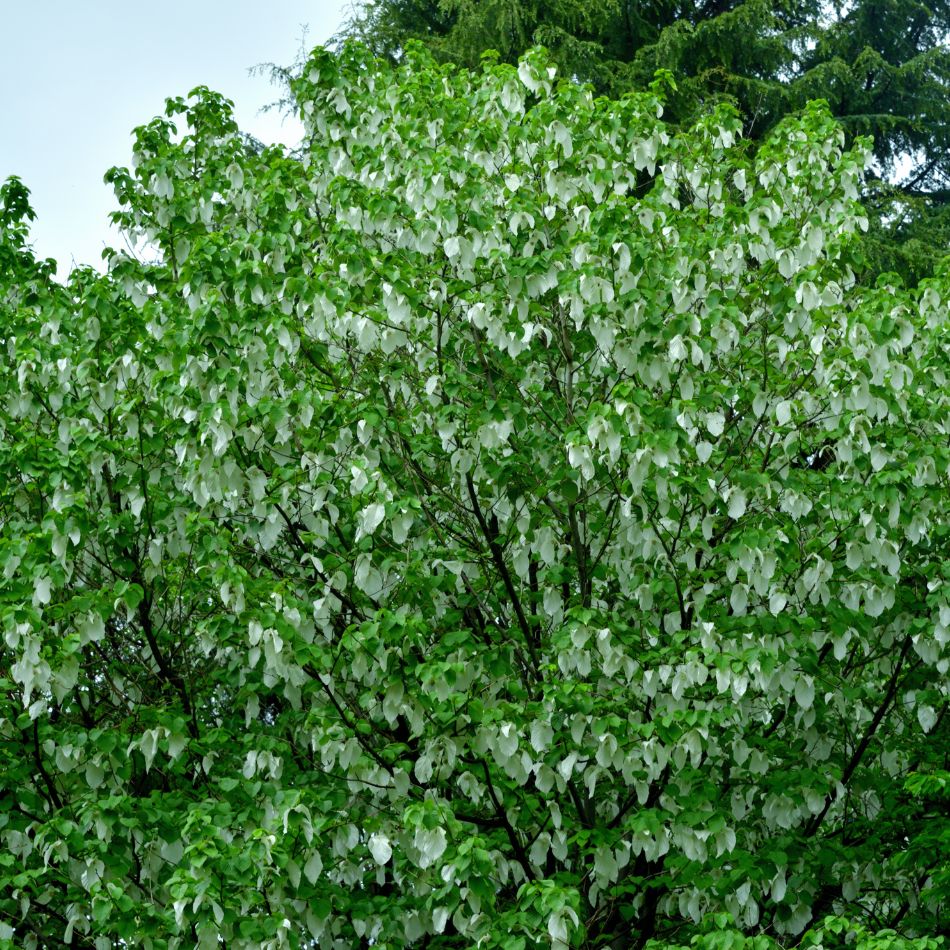Davidia involucrata
