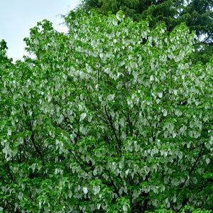 Davidia involucrata