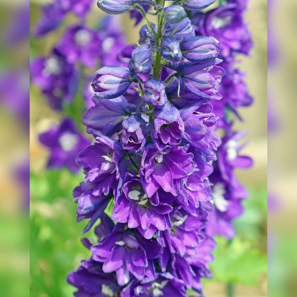 Delphinium ‘Black Knight Group’