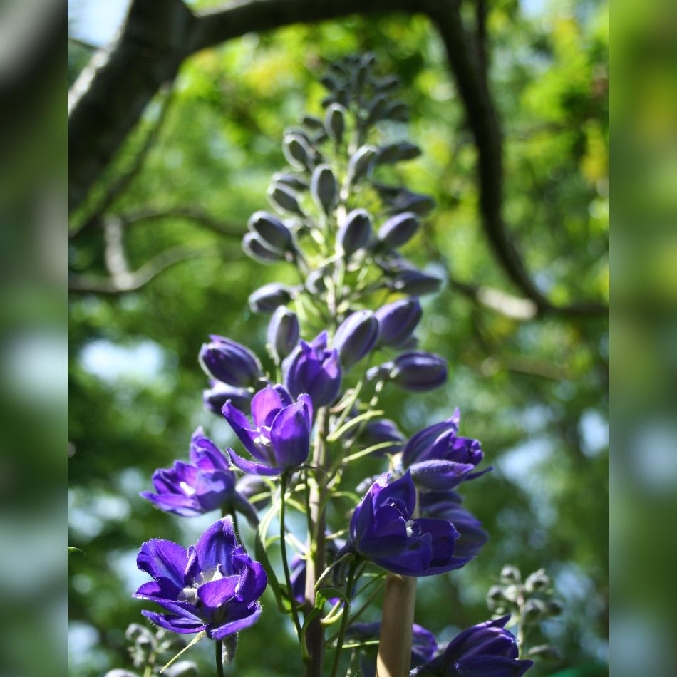 Delphinium ‘Black Knight Group’