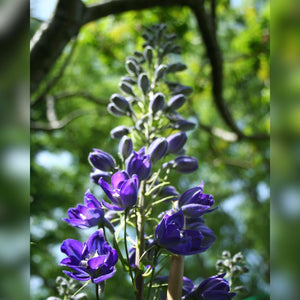 Delphinium ‘Black Knight Group’