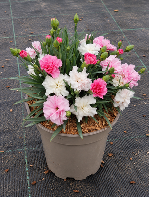 Dianthus caryophyllus ‘I Love You’