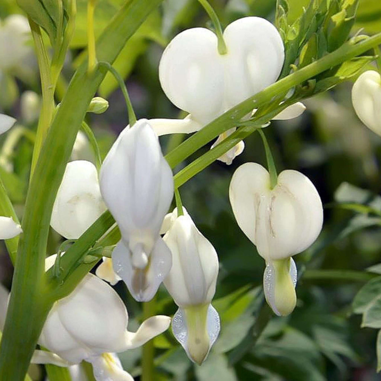 Dicentra spectabilis ‘Alba’