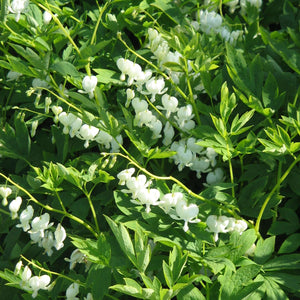 Dicentra spectabilis ‘Alba’