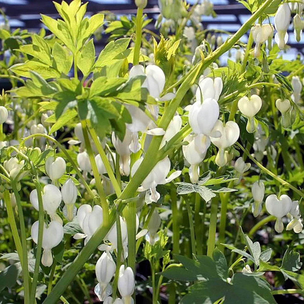 Dicentra spectabilis ‘Alba’