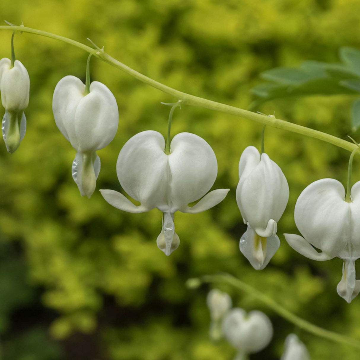 Dicentra spectabilis ‘Alba’