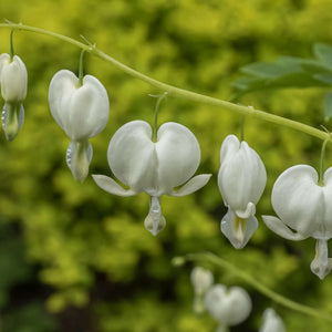 Dicentra spectabilis ‘Alba’