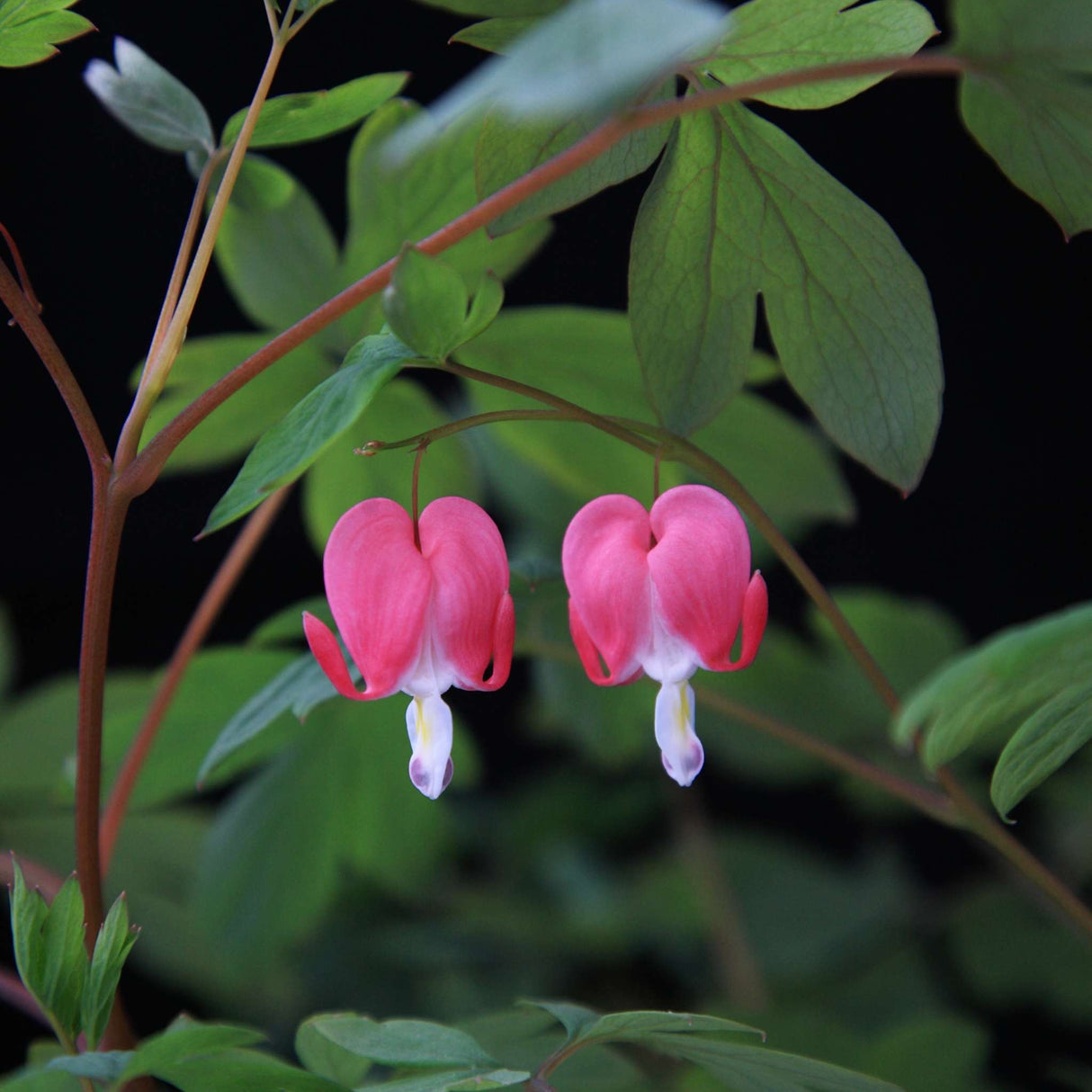 Dicentra spectabilis